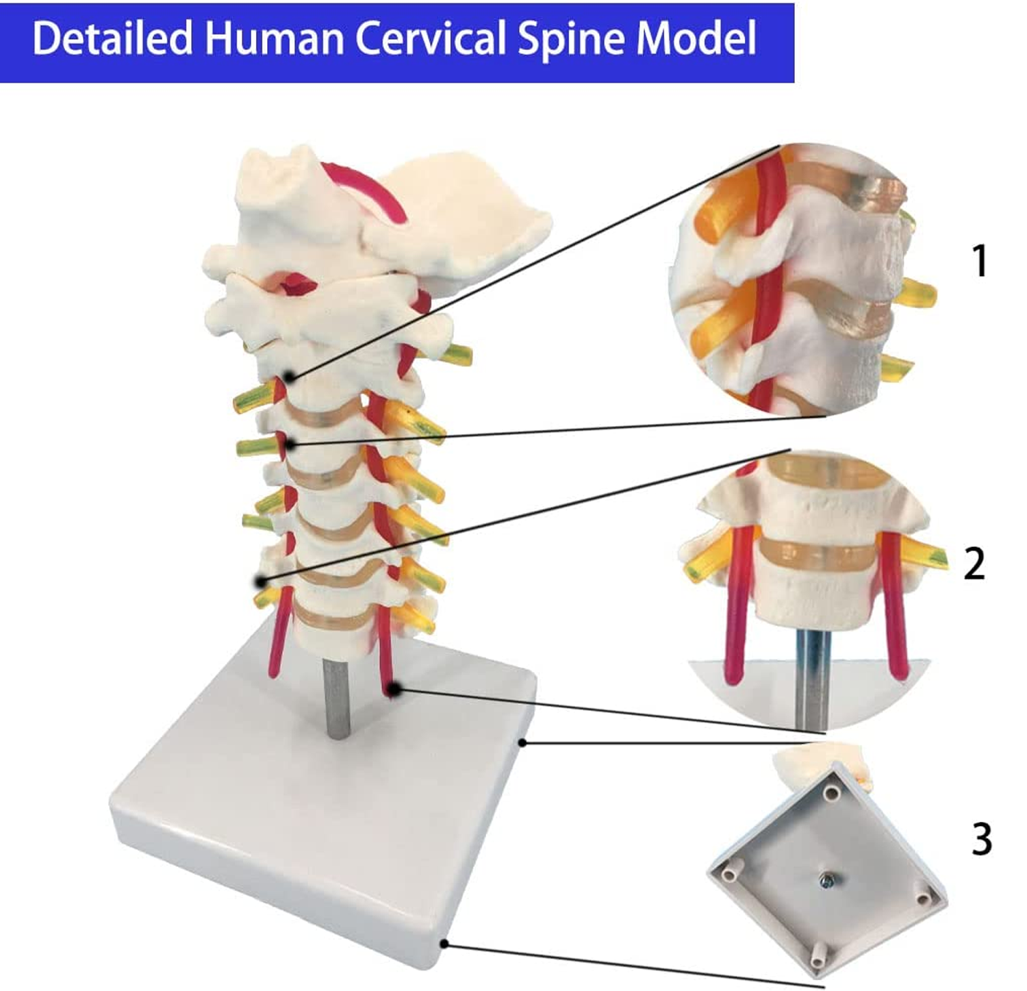 Cervical Spine Anatomical Model - Life Size Spinal Nerves & Arteria Model For Medical Study & Teaching