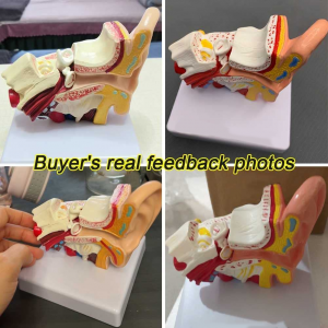 Anatomisk model speciel til hospitals anatomimodel af samme størrelse menneskelige øre