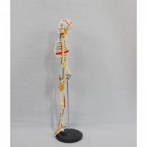 Medical Science 85CM Human anatomy bones with nerves and blood vessels can be used in medical practice