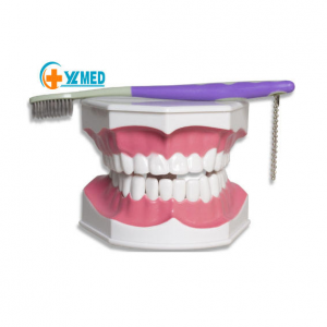 2 Times Large Teeth Teaching Model Advanced General Configuration and Basic Configuration of Dental Medicine Model