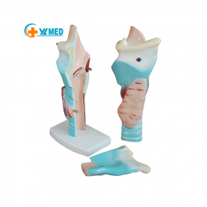 Best selling Advanced Larynx Structure and Function Model human Larynx Anatomical model 3 times enlarged