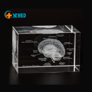 Ultrassist 3D Human Brain Glass Model Laser Etched Anatomical Model for Home and Office Decoration Neurology Gifts