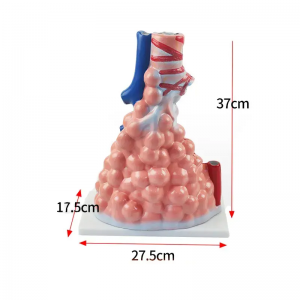 Alveolar enlargement model