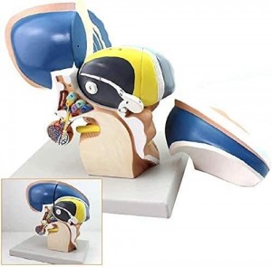 3X Human Diencephalon End Thalamus Model, Human Interbrain Intuitive Brain Nervous System Medical Teaching