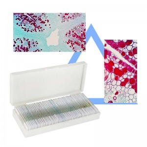 Affordable 100pcs advanced zoology prepared microscope slides