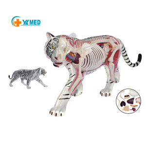 Medical Science Teaching Resource 4D Tiger Anatomy Model Class Display Muscle Skeleton and Organ Structure Model