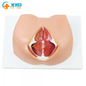 PVC Female Genital Organ Anatomy Model Medical Science Human Model Gynecological Simulator for Medical School Training Education