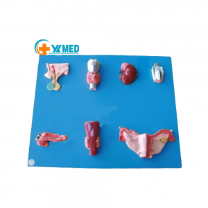 Educational Adhesive Medical Science Anatomical Model Human Endocrine Organ Hypophysis Thyroid Testis Science Demonstrations