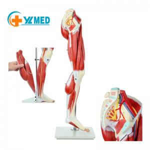 Muscles of the Human Leg Medical Anatomical Muscular Leg Model 13 Parts Life Size Human Anatomy Model Leg Muscle Model for Study