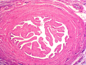 Teaching advanced human histopathology slides wholesale, university standard, factory direct sales