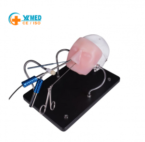 Neuroendoscopy Practice Simulator, Craniofacial Anatomical Model for Medical Instruction & Surgical Drills
