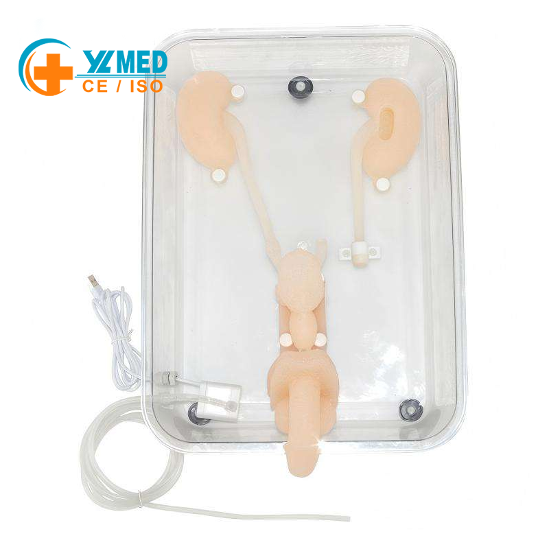 Ureteroscopy Simulation Training Model – Urinary Tract Endoscopy Practice Tool for Medical Education