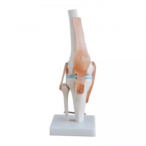 Natural large knee joint model