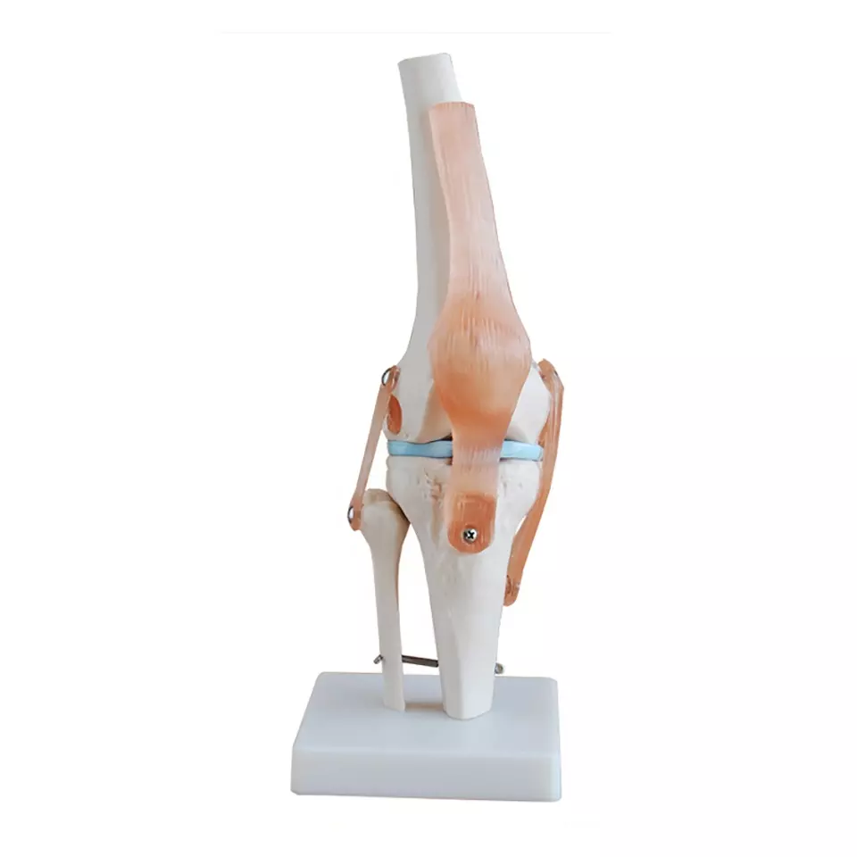 Natural large knee joint model