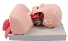 Modelo avanzado de entrenamiento en intubación traqueal humana.