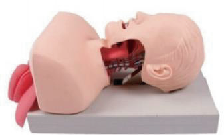 Advanced human tracheal intubation training model