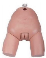 Advanced Female Cystocentesis Model