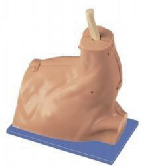 Shoulder arthroscopy model