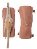 Knee arthroscopy model