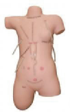 Модел на прикажување на хируршки конци и облекување