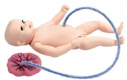 Modelo avanzado de cuidado de la placenta del cordón umbilical neonatal