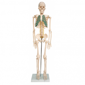 Human skeleton with neural model 85CM