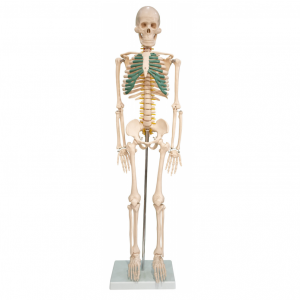 Skeleton yemunhu ine neural modhi 85CM