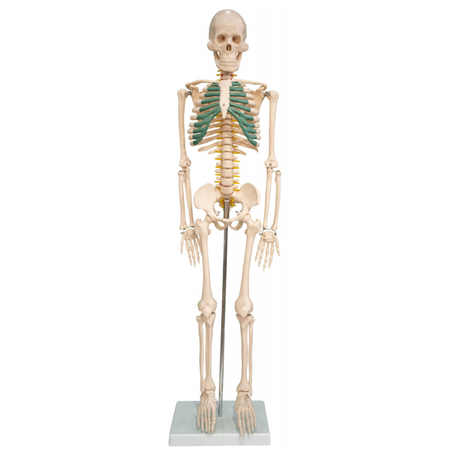 Human skeleton with neural model 85CM