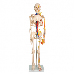 Cilvēka skelets ar sirds un asinsvadu modeli 85cm