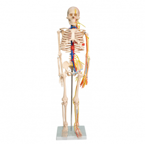 Skeleti i njeriut me zemër dhe enë gjaku model 85CM