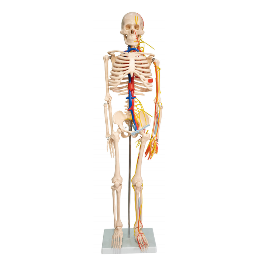 Human skeleton with heart and blood vessel model 85CM