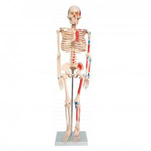 Human bone with muscle coloring model 85CM