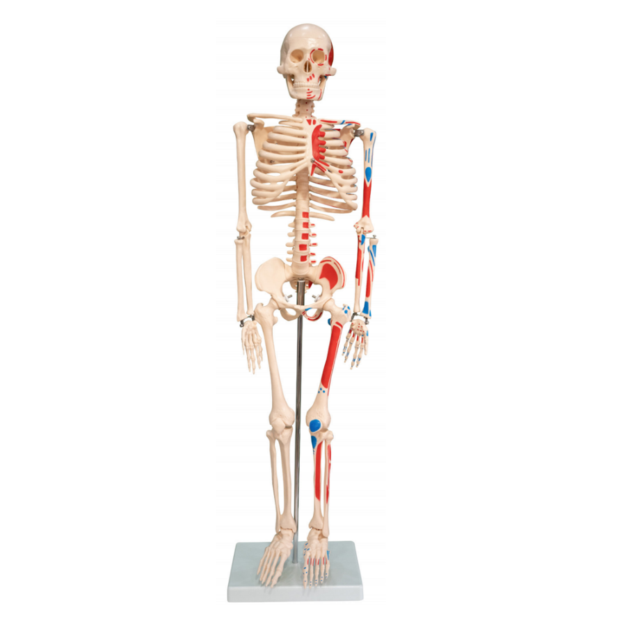 Human bone with muscle coloring model 85CM