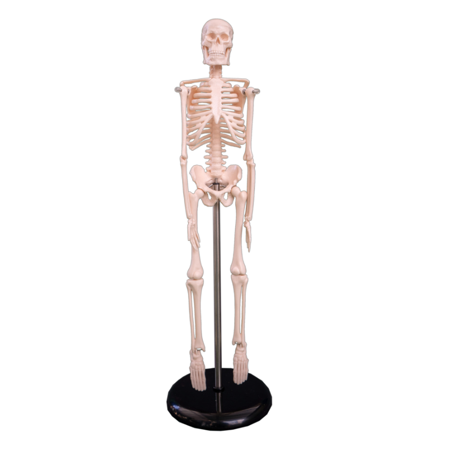 The human skeleton model was 45CM
