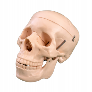 Natural large skull model