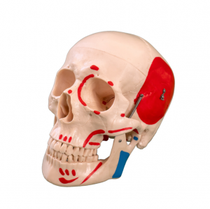 Natural large skull with muscle coloring model