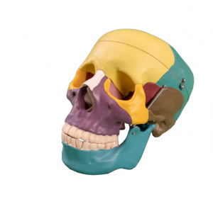 カラーナチュラル大型頭蓋骨モデル