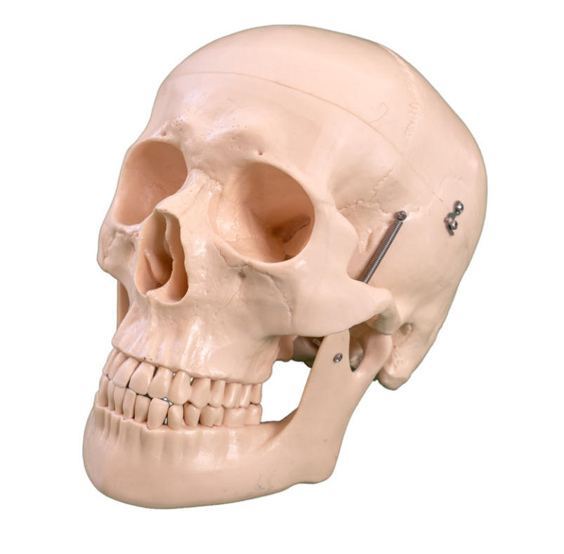 Advanced skull model D