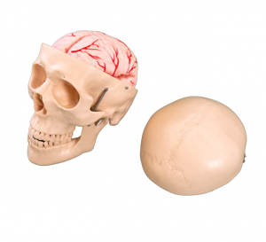 Skull with 8-part cerebral artery model