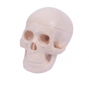 Miniatuer skull model