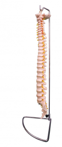Natural large spine model