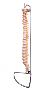 Modelo de columna vertebral grande natural