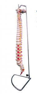 Natural large spine with muscle coloring model