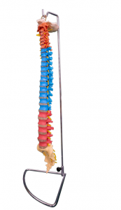 Natural large color spine model