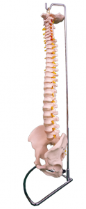 Natural large spine with pelvis model