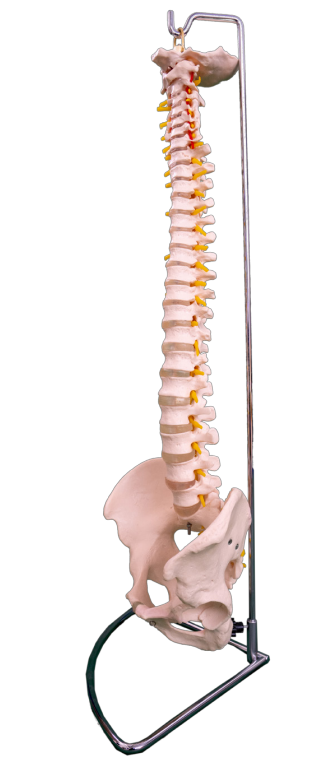 Natural large spine with pelvis model