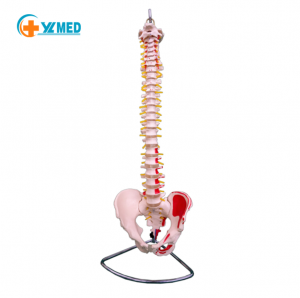 Natural large spine with pelvis with muscle coloring model