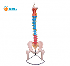 Color natural large spine with pelvis and half leg bone models