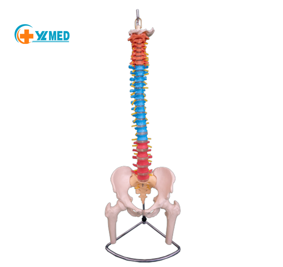 Color natural large spine with pelvis and half leg bone models