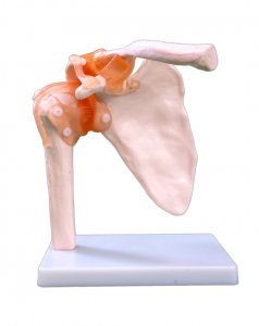 Modellu naturali di articulazione di spalla grande